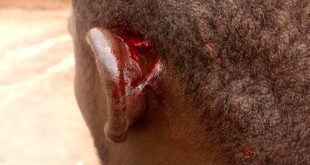 Workers that the said wasiu alledgedly went to attack on their land yesterday, 25th of June