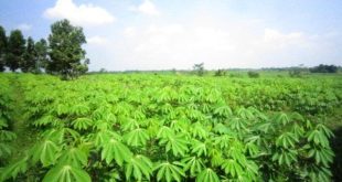 Cassava